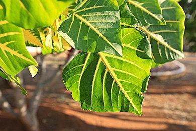 欧美服PS Plus 1月会免游戏公布：《自杀小队：战胜正义联盟》等