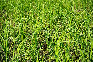 《极乐迪斯科》主创称公司控制权和资金被窃取 太惨了